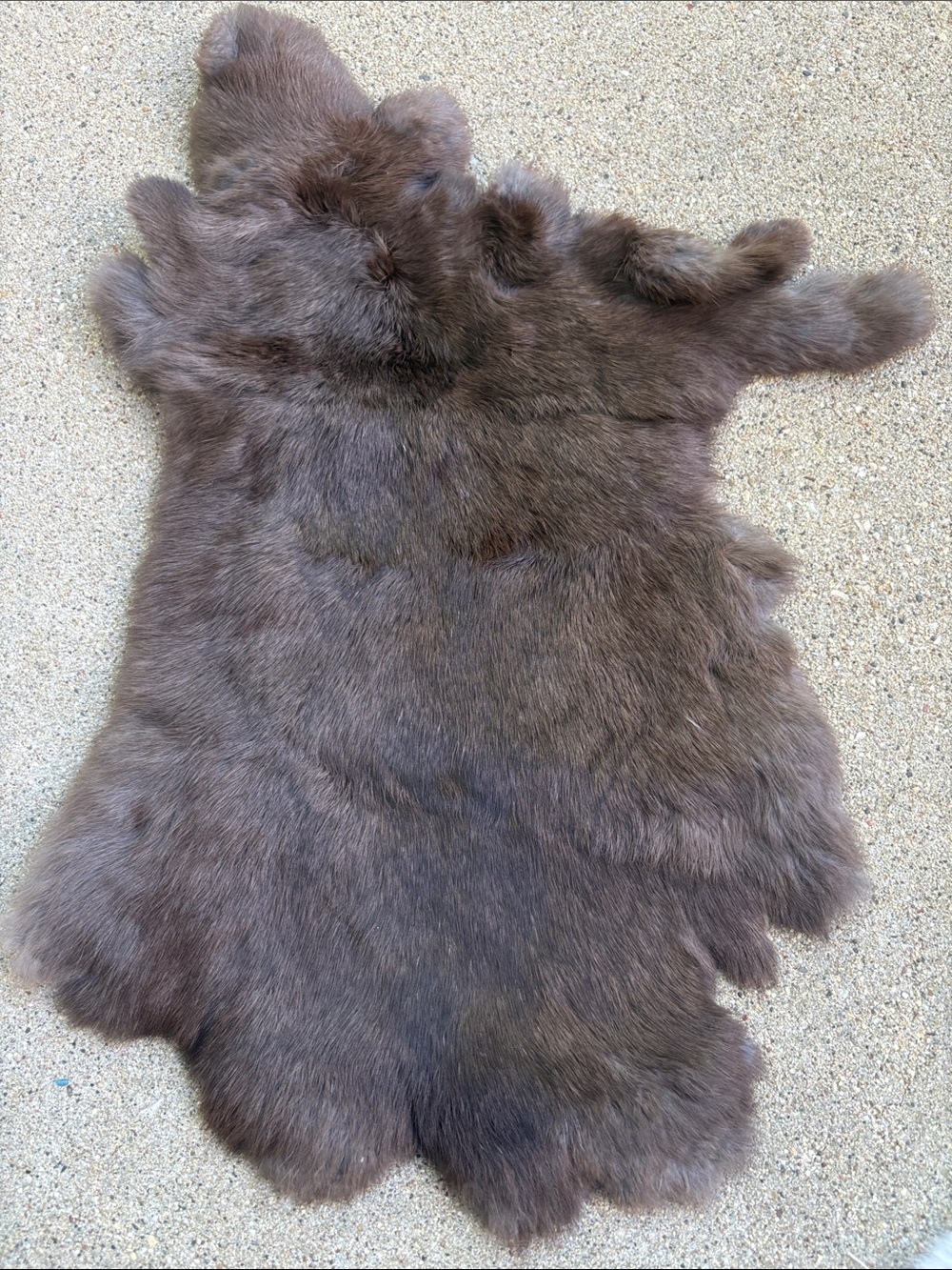 B0174 rabbit pelt